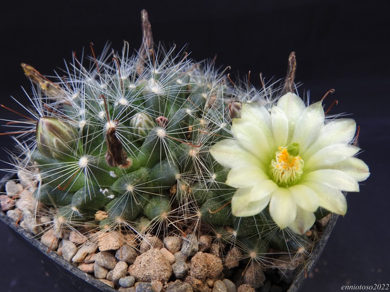 Mammillaria heidiae L1154