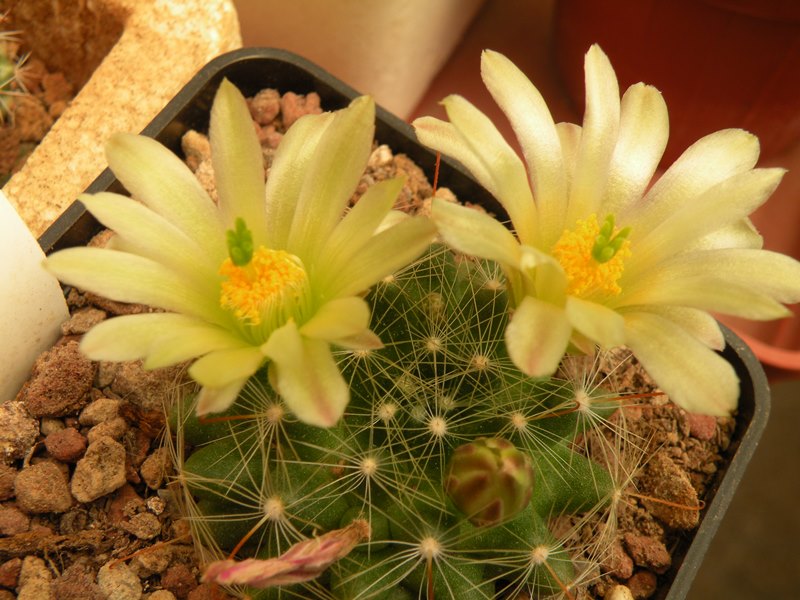 Mammillaria heidiae 