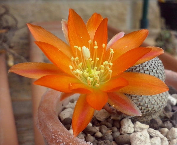 Rebutia heliosa KK 844