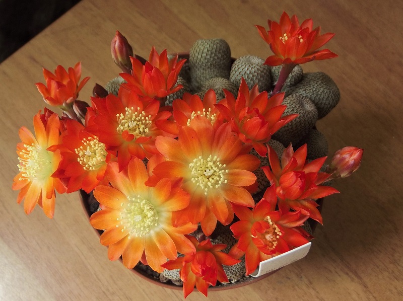 Rebutia heliosa 