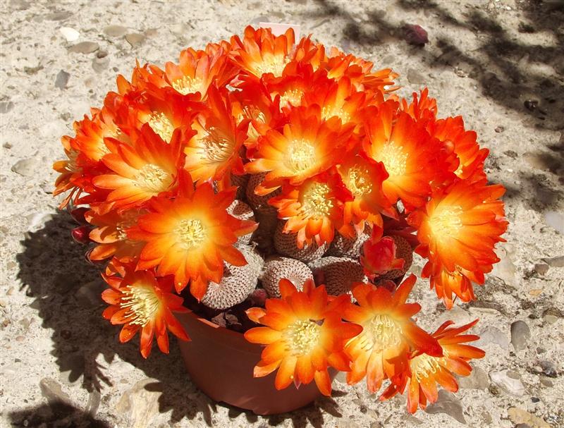 Rebutia heliosa 