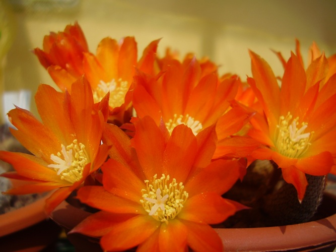 Rebutia heliosa WR 314