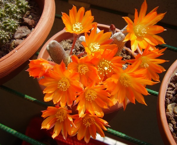 Rebutia heliosa WR 314