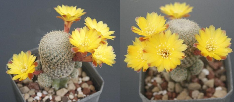 Sulcorebutia heliosoides PHA 1229