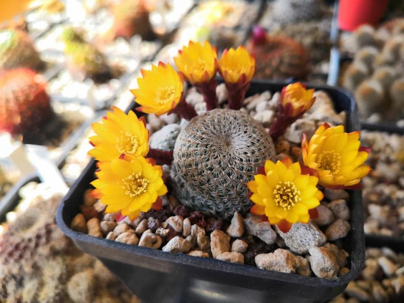 Sulcorebutia heliosoides RH3880