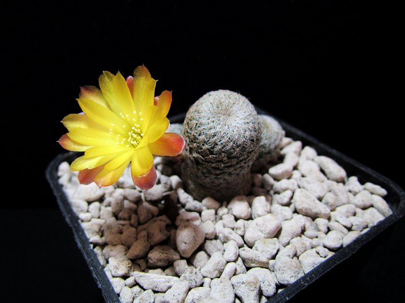 Sulcorebutia heliosoides VZ726