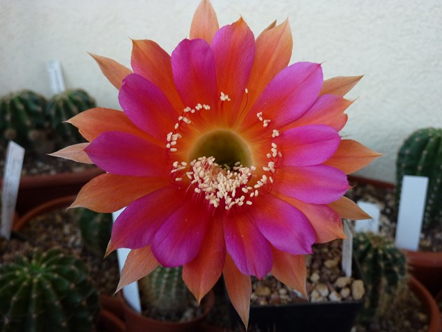 Echinopsis cv. helle flamme 