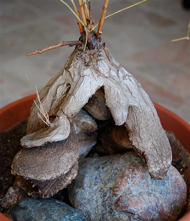 Dioscorea sylvatica 