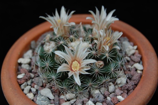 Mammillaria heyderi ssp. hemisphaerica BZ 56