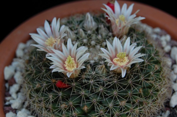 Mammillaria heyderi ssp. hemisphaerica SB 859