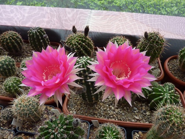 Echinopsis cv. herbert baierl 