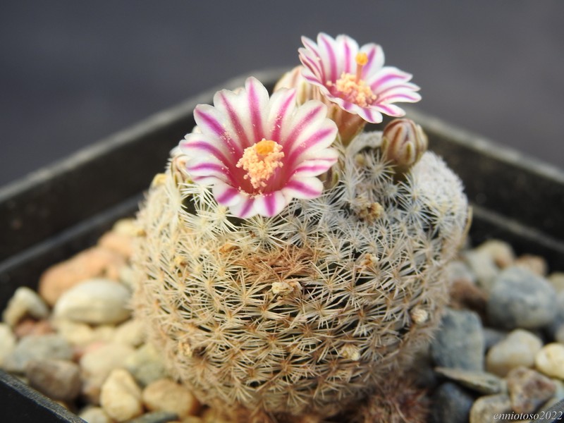 Mammillaria hermosana 