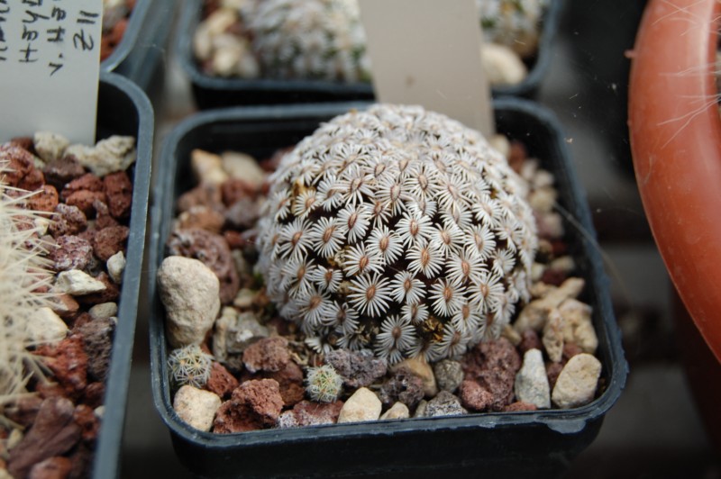 Mammillaria hernandezii 