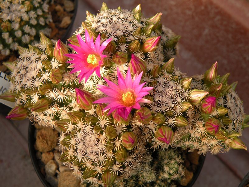 Mammillaria hernandezii 