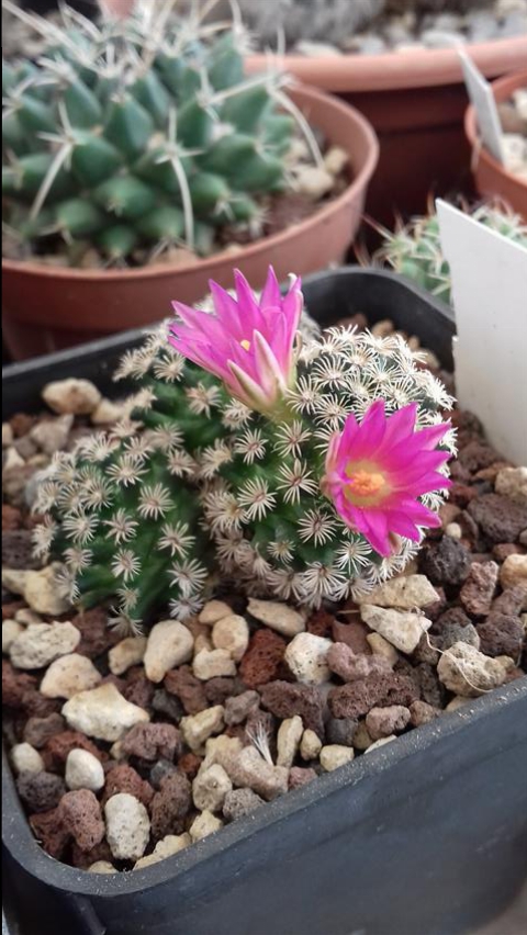 Mammillaria hernandezii 