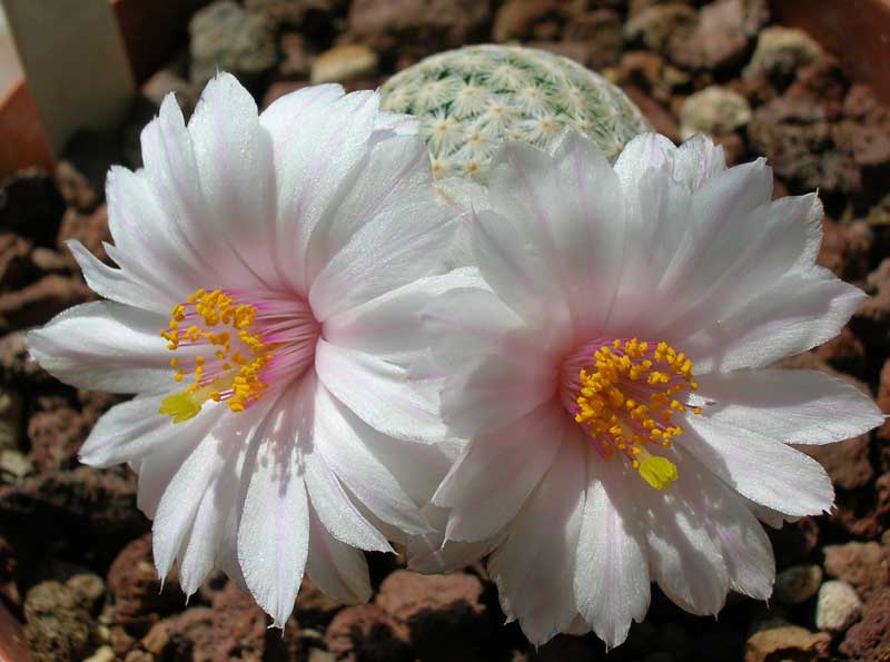 Mammillaria herrerae v. albiflora 