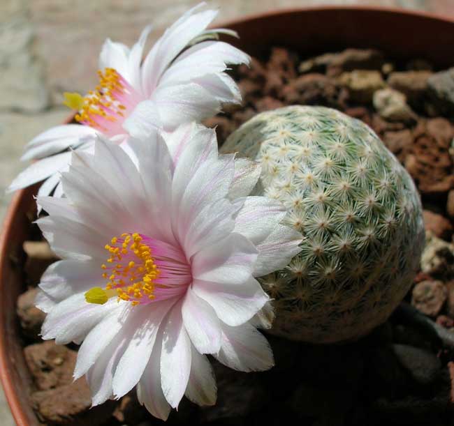 Mammillaria herrerae v. albiflora 