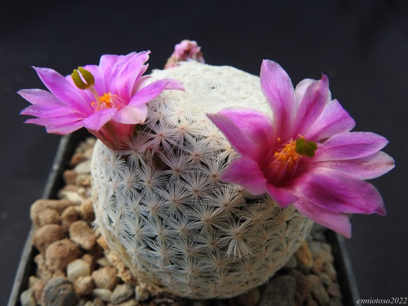 Mammillaria herrerae 