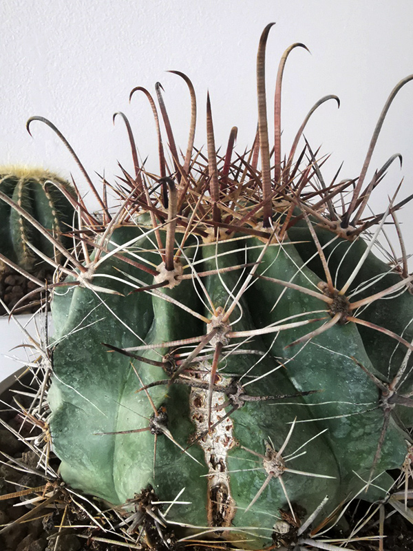 Ferocactus herrerae 