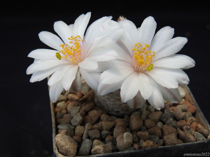 Mammillaria herrerae v. albiflora 