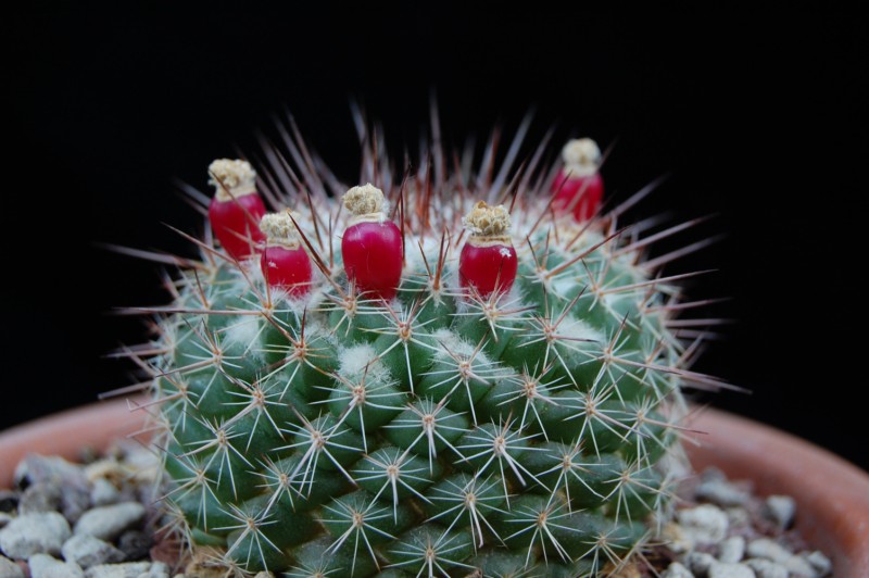 Mammillaria hertrichiana LAU 619