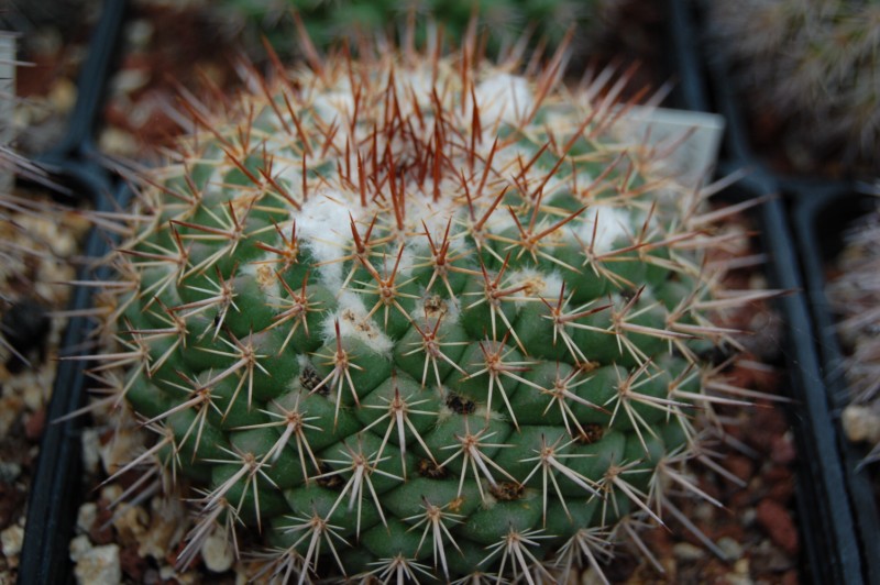 Mammillaria hertrichiana 