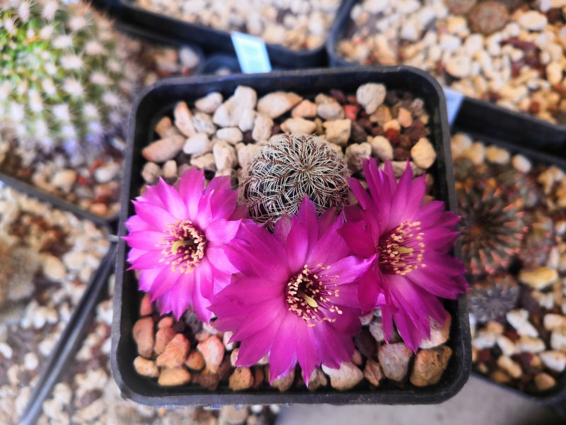 Sulcorebutia tarabucoensis ssp. hertusii NL96a/11