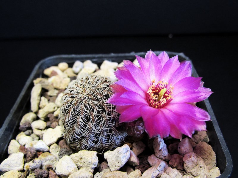 Sulcorebutia tarabucoensis ssp. hertusii NL96a/11