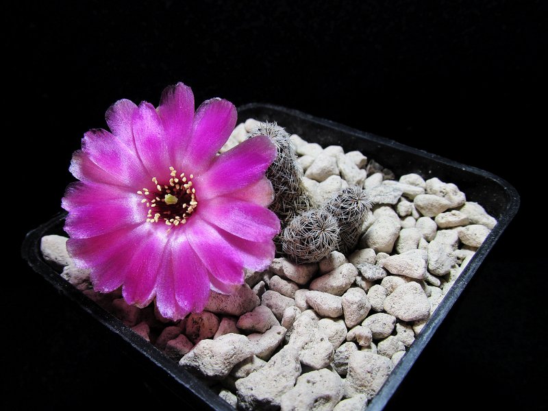 Sulcorebutia tarabucoensis ssp. hertusii NL96a/2