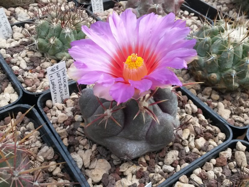 Thelocactus heterochromus 