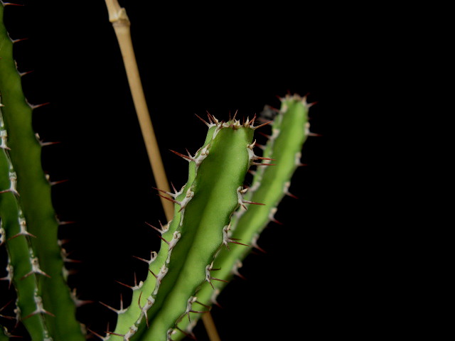 Euphorbia heterochroma ssp. tsavoensis 