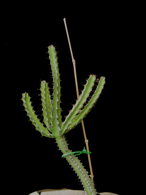 Euphorbia heterochroma ssp. tsavoensis 