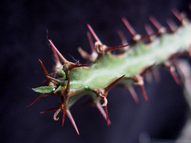 Euphorbia heterochroma 