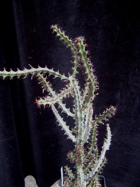 Euphorbia heterochroma 