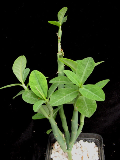 Euphorbia heterodoxa 