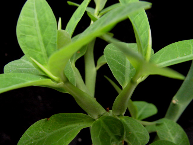Euphorbia heterodoxa 