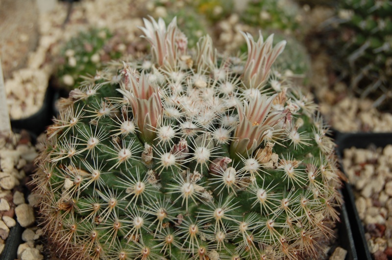 Mammillaria applanata SB 386