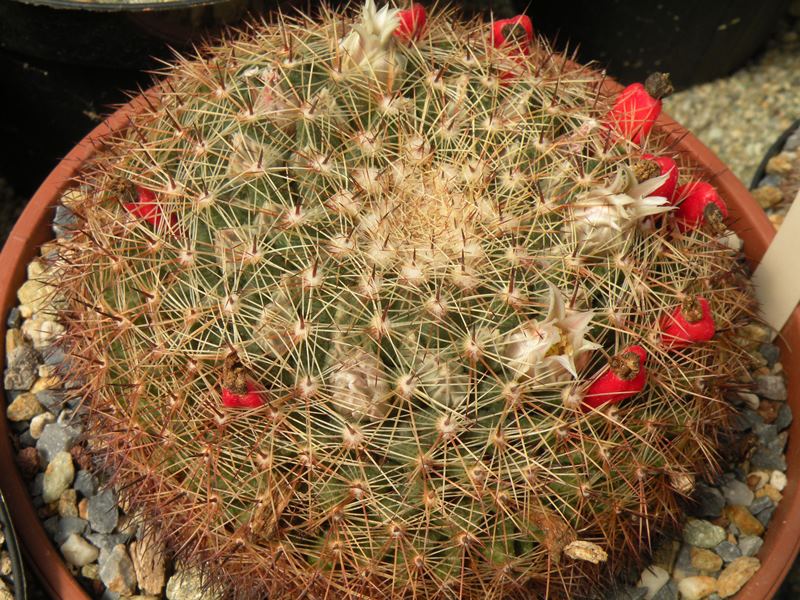 Mammillaria heyderi 