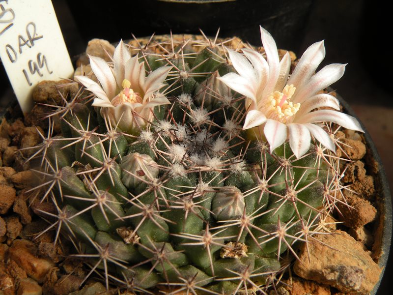 Mammillaria heyderi dar 199