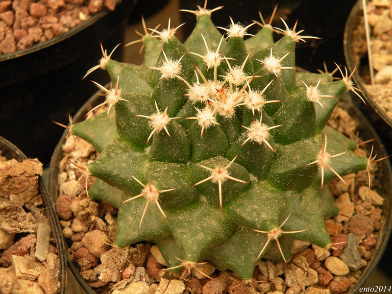 Mammillaria heyderi dar 103a