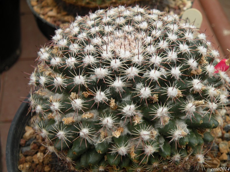 Mammillaria heyderi ssp. gaumeri 