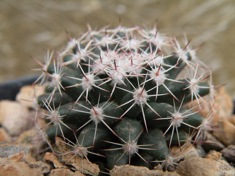 Mammillaria heyderi ssp. gaumeri REP 1897