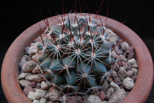 Mammillaria heyderi GM 973