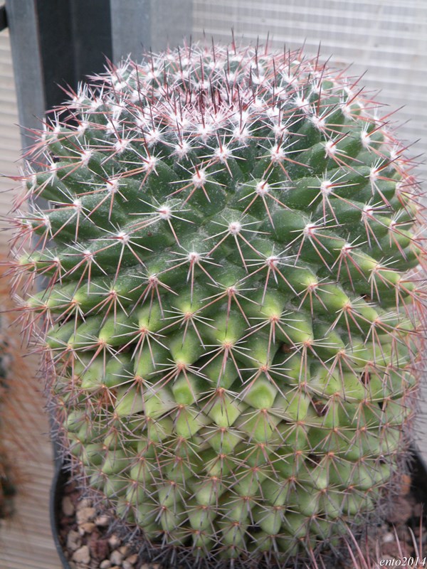 Mammillaria heyderi ssp. gummifera 