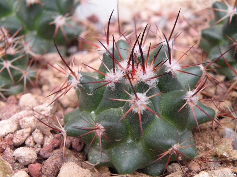 Mammillaria heyderi ssp. gummifera REP 1253