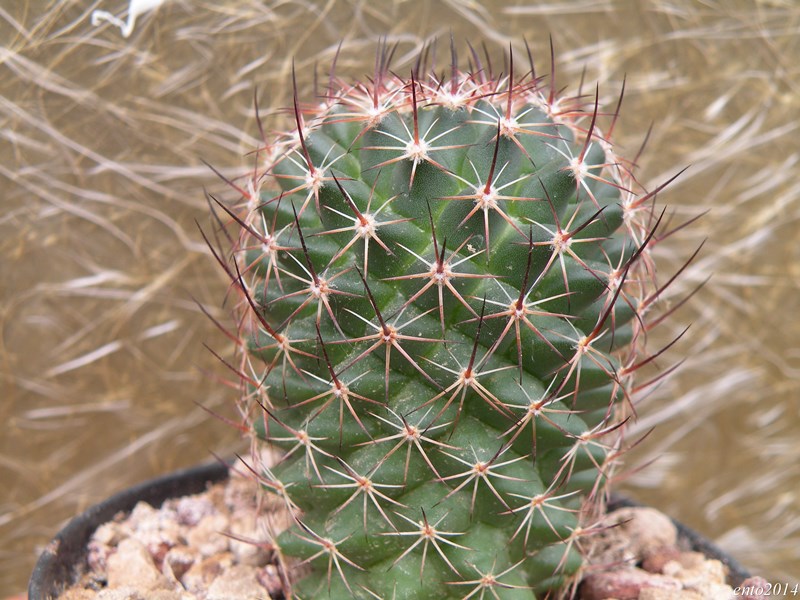 Mammillaria heyderi ssp. gummifera ROG  512