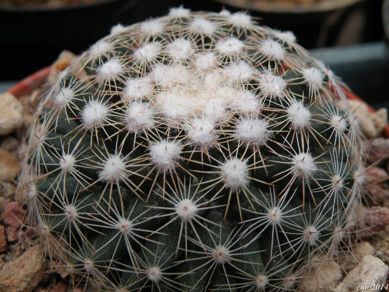 Mammillaria heyderi ssp. hemisphaerica RS 100