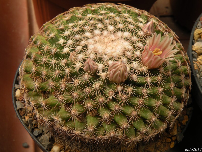 Mammillaria heyderi ssp. hemisphaerica 