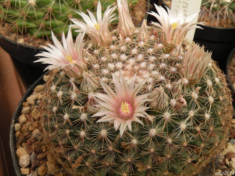 Mammillaria heyderi ssp. hemisphaerica 