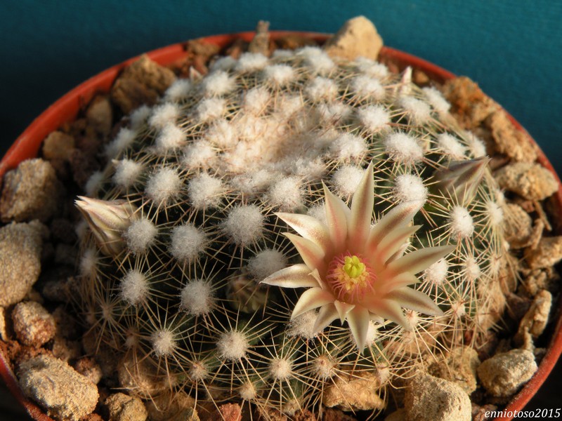 Mammillaria heyderi ssp. hemisphaerica RS 100